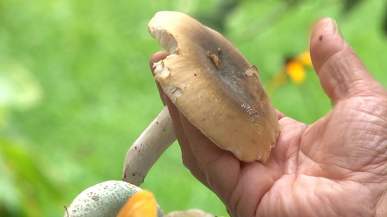 Cijene gljiva lete i do 25 KM: Hercegovina i srednja Bosna nose sezonu ali nema dovoljno berača