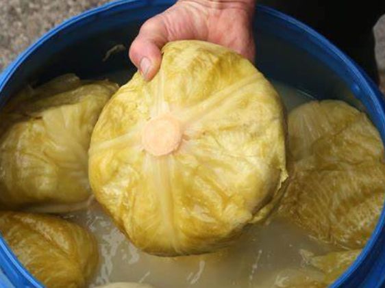 Počinje sezona u kojoj se priprema kiseli kupus omiljena zimska salata za mnoge u Bosni i Hercegovini
