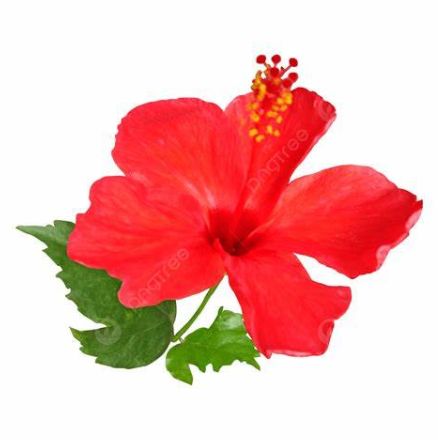 Hibiskus je biljka koja porijeklo vuče iz daleke Azije. Na stranu što je prepoznatljiv po divnom crvenom cvijetu, hibiskus je veoma ljekovita biljka