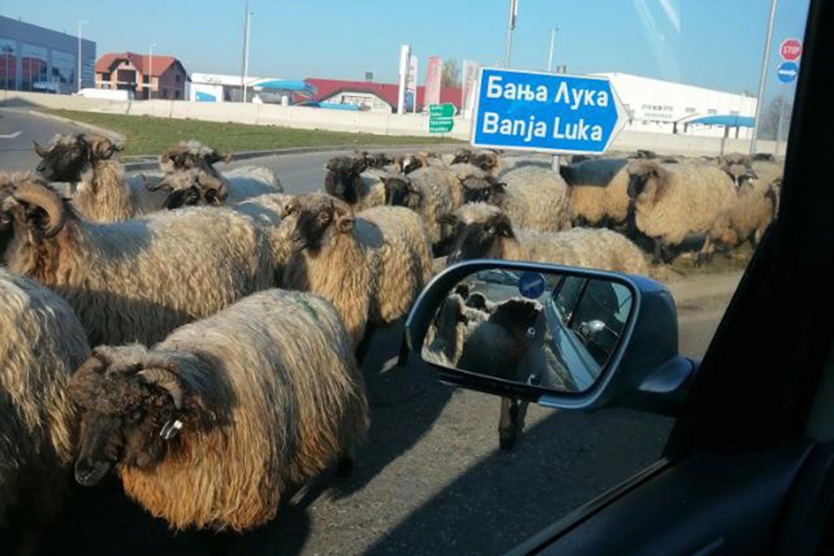 Vozači na ovoj dionici imali su razumijevanja za pastire i njihovo stado te su strpljivo i bez trubljenja sačekali da "kolona" prođe.