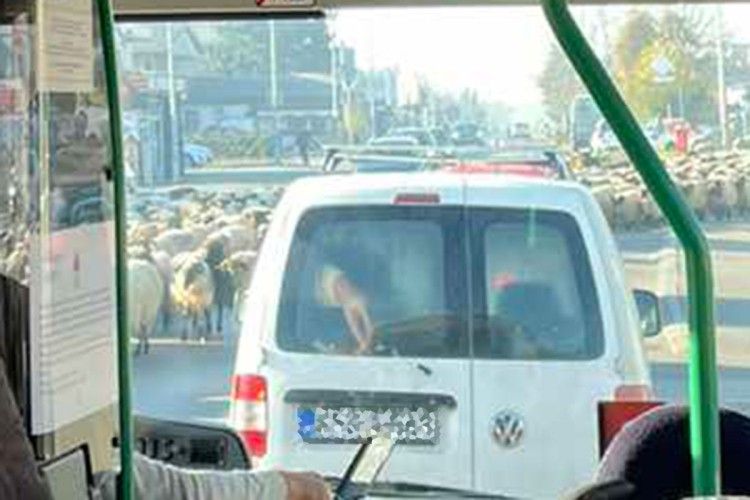 Vozači na ovoj dionici imali su razumijevanja za pastire i njihovo stado te su strpljivo i bez trubljenja sačekali da "kolona" prođe.