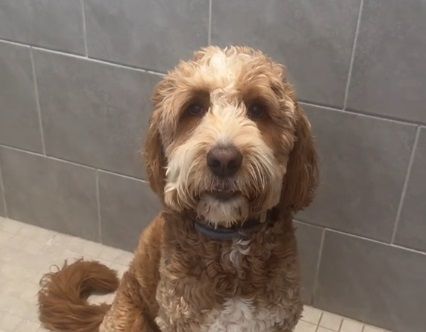 "Jadničak, presladak je", "I ja imam psa Bubbu koji se boji svega", "Skrivala bih se s njim u tuš kabini, neko bi nas trebao spasiti", neki su od komentara