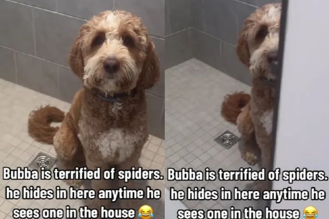 Neki od njih su napisali da je Bubba presladak i da bi se rado skrivali s njim u tuš kabini kada bi naišli na pauka, dok su drugi naveli da se njihovi psi boje čak i muha