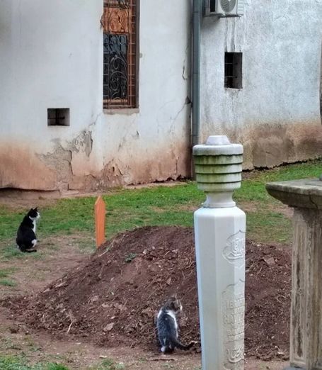 Mačke obilaze mezar dobrog hafiza Spahića: Vide ono što mi ne možemo vidjeti