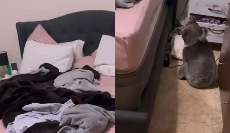 Video je pokazao koalu kako juri po kući, vjerovatno tražeći izlaz, dok je Rufino mahnito vrištao u pozadini