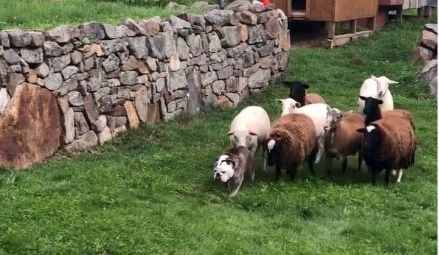 Njih dvojica tokom četiri godine trećem muškarcu (45) i grupi drugih, za sada nepoznatih muškaraca, omogućavali da u kući i štali iskorišćavaju životinje za polni odnos.