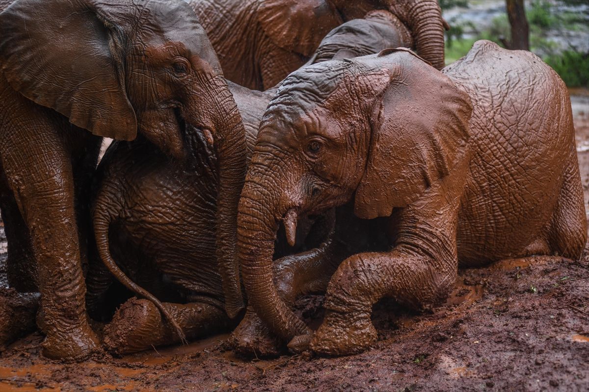 Kenija: Park u Nairobiju, sirotište za slonove Sheldrick