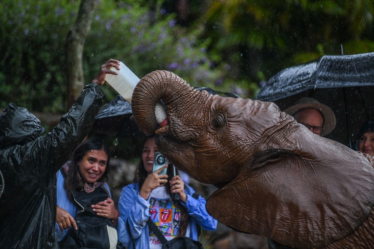 Za 42 godine, centar je rehabilitirao više od 230 slonova siročadi i vratio ih njihovom prirodnom životu