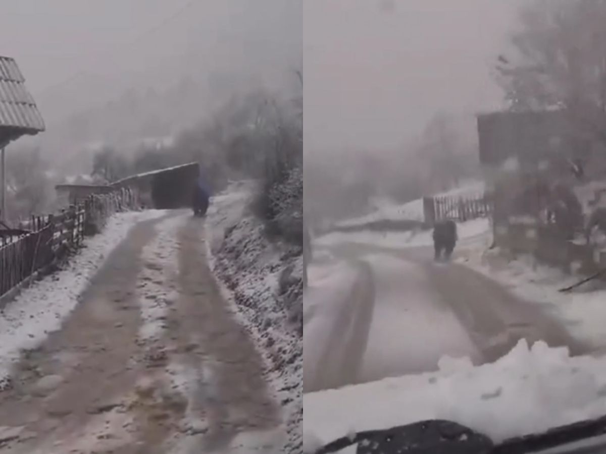 Medvjed je uvijek privlačio pažnju mještana, ali danas je preuzeo stvar u svoje šape