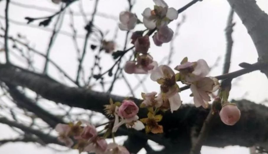 U Prijedoru je procvjetala japanska trešnja, što je neobična pojava za ovo doba godine. 