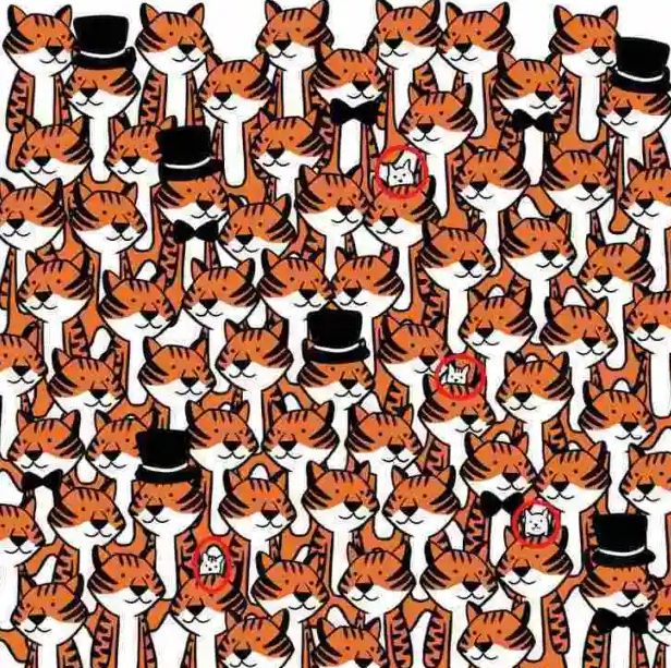 Mačke su gotovo neprimjetne jer se savršeno uklapaju u bijelu pozadinu slike i bijele trbove tigrova