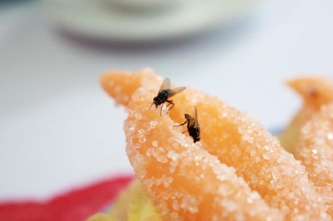 Ove dosadne insekte možete da otjerate pomoću namirnice iz kuhinje