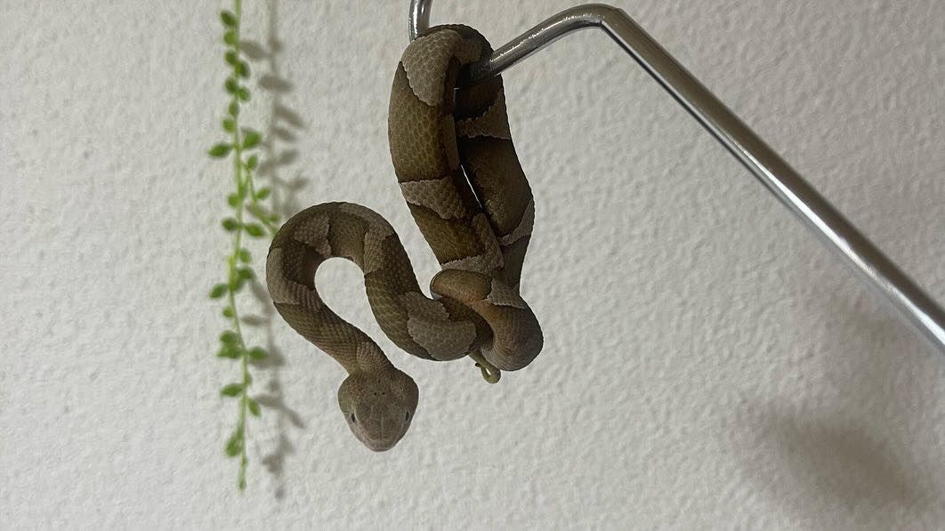 Podijelio je savjete kako postupiti u susretu sa ovim gmizavcima                                             
