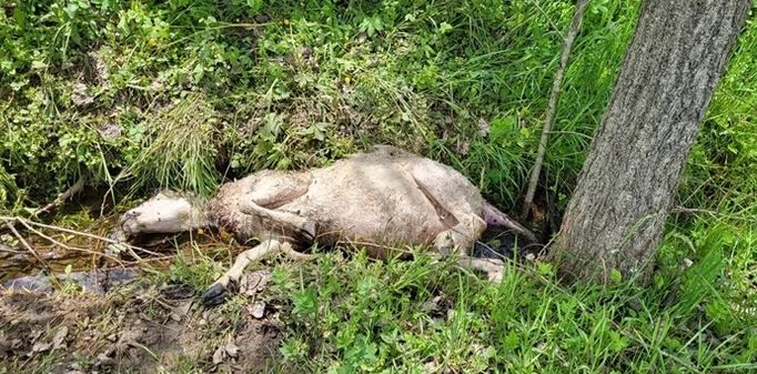 On dodaje da je njegovo stado brojalo oko 80 grla
