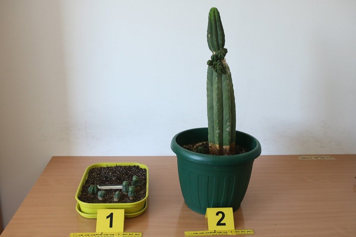 Pronađene i oduzete dvije plastične posude sa zasađene tri biljke         