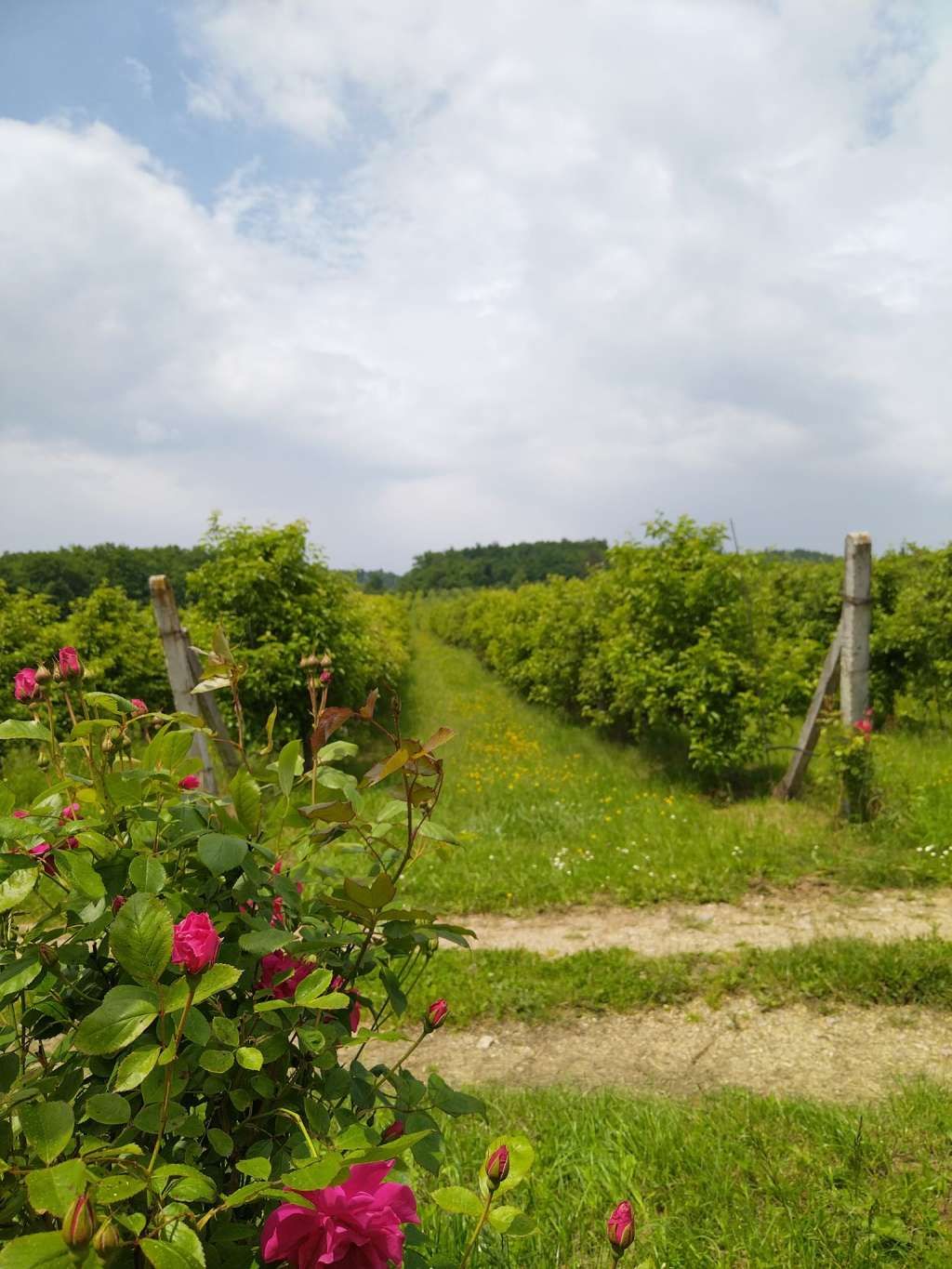 Porodica Hrustanović iz Breze je za 15 godina napornog rada uspjela stvoriti malu oazu mira i zdrave hrane.
