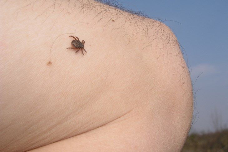Novi opasni virus koji prenose krpelji: Saznajte koji su simptomi i kako se širi