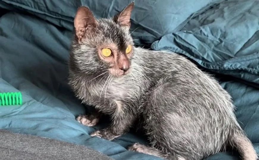 Izgled njene dlake je rezultat genetske mutacije koji za posljedicu ima nedostatak poddlake.