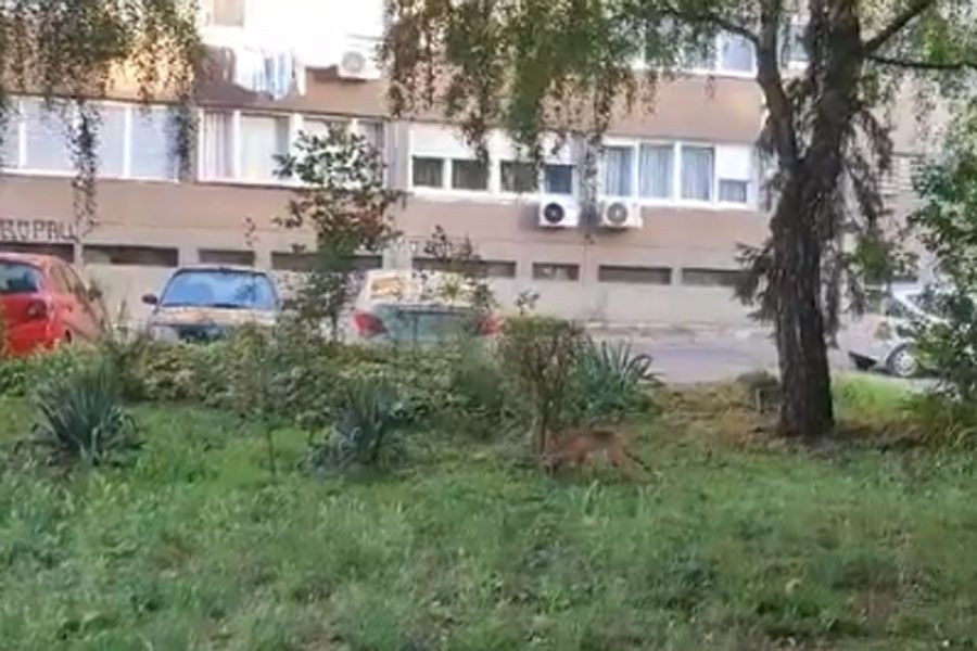 Lisica prošetala gradom