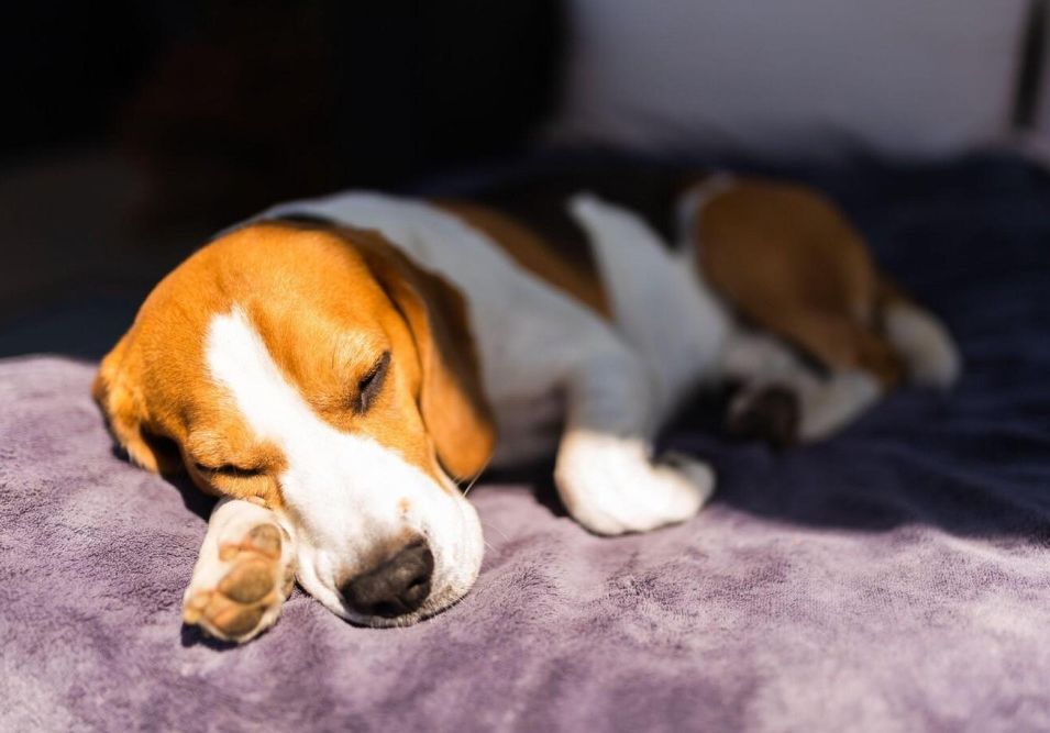 Čini se kako popularni pojam "pasja vrućina", kojeg koristimo za opisivanje nesnosnih ljetnih temperatura, zapravo uopće nema veze s čovjekovim najboljim prijateljem – psom.