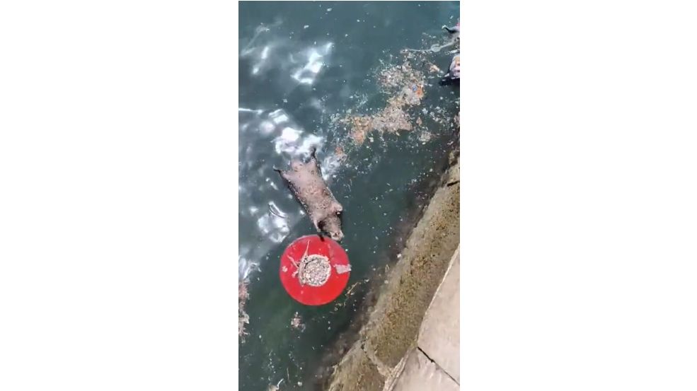 Međutim ko je u trenutku snimanja videa pogledao u more, vidio bi izuzetno neugodan prizor