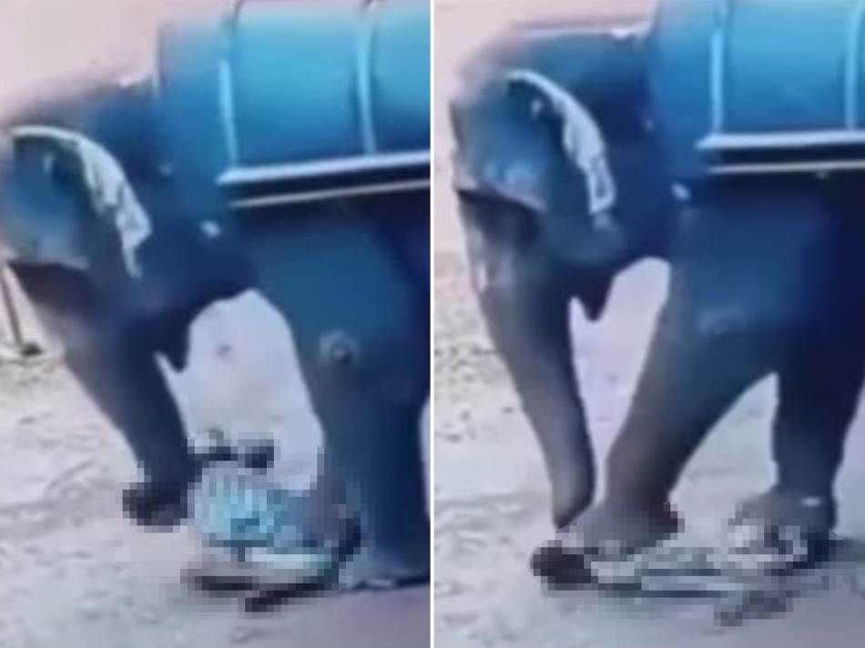 Na uzmemirujećem video snimku se vidi kako slon obara čovjeka, gazi preko njega, a na kraju ga podiže surlom i baca na zemlju