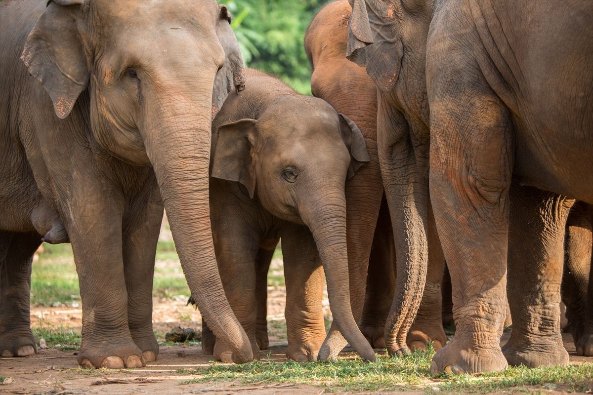 Istraživači su analizirali vokalizacije, uglavnom mrmljanja koje proizvode slonovi koristeći svoje glasnice, slično tome kako ljudi govore