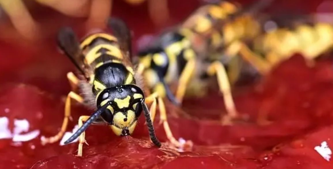 Ako imate problema s više kukaca i buba istovremeno, onda je za vas sljedeći recept