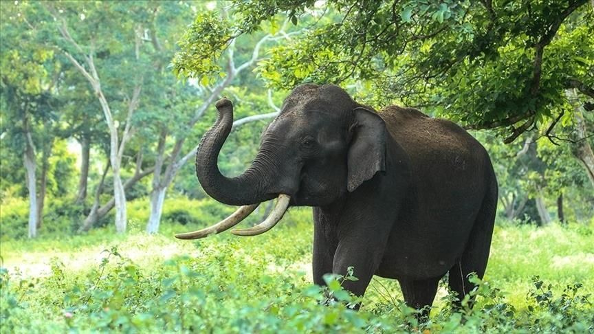 Ranije ovog mjeseca je 70-godišnju ženu ubio nilski konj nakon što je nasrnuo na nju tokom pješačkog safarija