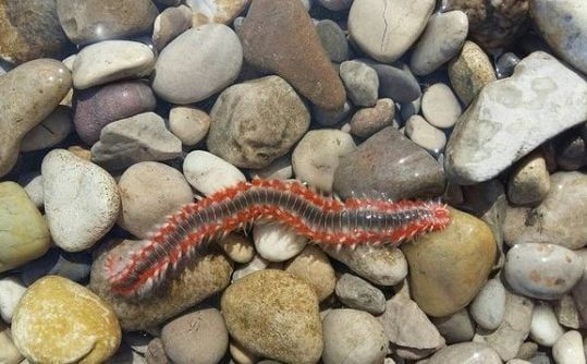 Ako se ne osjećaju ugroženo, nisu opasni i aktivni, pa susret ne mora biti neugodan.