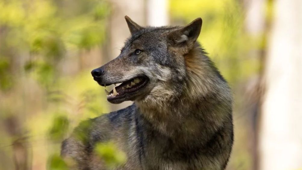 Vjeruje se da je žena izašla sama na trčanje nakon što je noć provela sa svojom obitelji u lodgeu u safari stilu u zoološkom vrtu