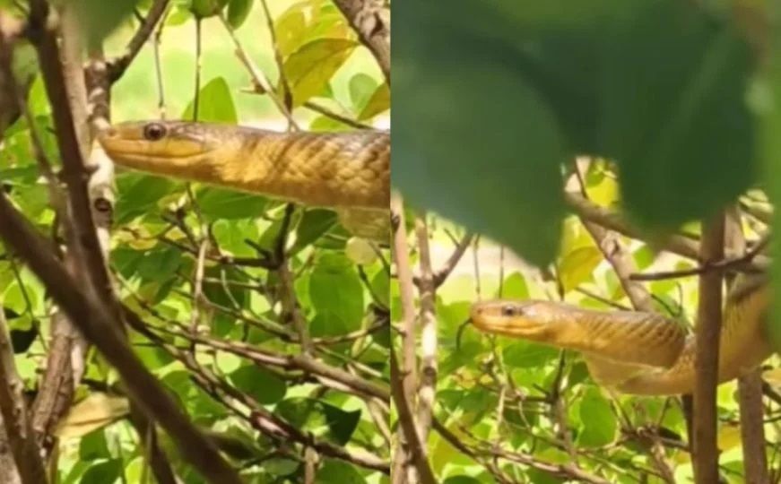 Jako je bitno znati da u slučaju ujeda otrovnice nikada ne treba dizati ni stezati ujedeni ekstremitet, kao niti skidati zavoj ili udlagu.