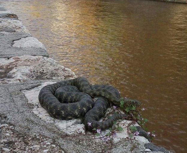 Jako je bitno znati da u slučaju ujeda otrovnice nikada ne treba dizati ni stezati ujedeni ekstremitet, kao niti skidati zavoj ili udlagu.