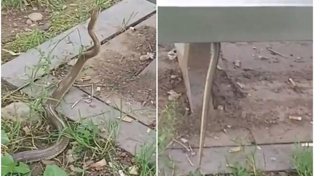 Jako je bitno znati da u slučaju ujeda otrovnice nikada ne treba dizati ni stezati ujedeni ekstremitet, kao niti skidati zavoj ili udlagu.