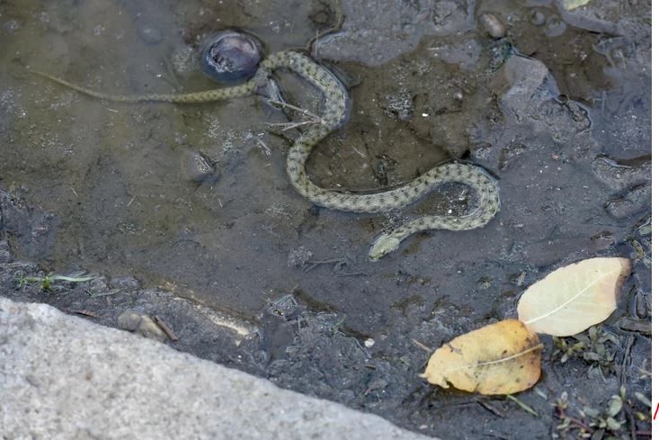 Četvorogodišnjeg dječaka je prije nekoliko dana ispred kapije porodične kuće