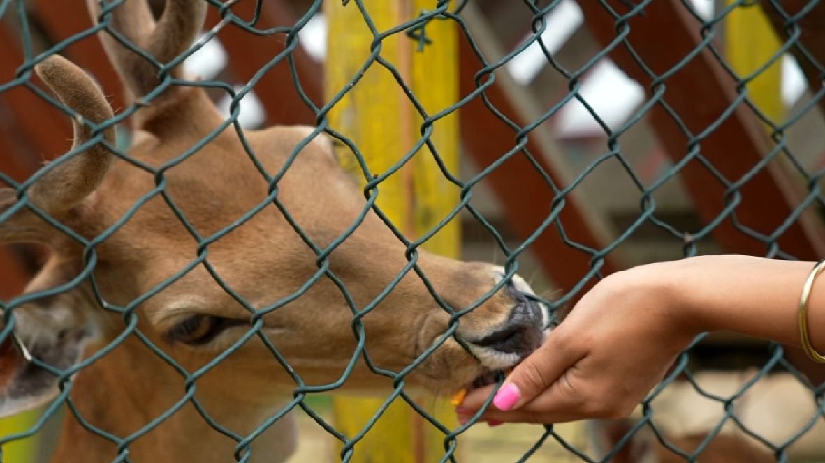 Terapijsko jahanje i rijetke životinjske vrste u zoo-vrtu "Bambi" u Sarajevu