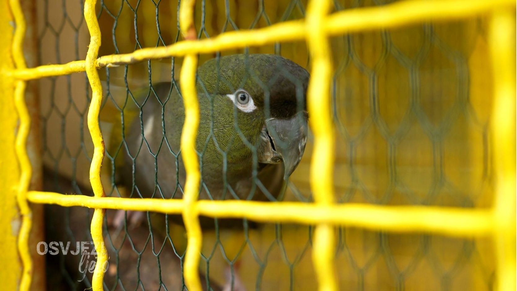 Terapijsko jahanje i rijetke životinjske vrste u zoo-vrtu "Bambi" u Sarajevu