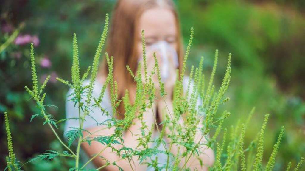 Podaci s kantonalnih mjernih stanica pokazuju značajan porast koncentracije polena