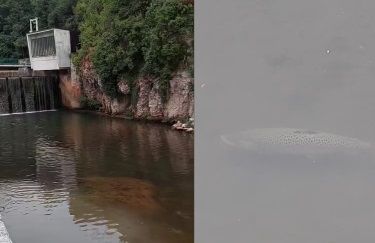 Na društvenim mrežama objavljen je snimak pastrmke kod brane na Bentbaši                
