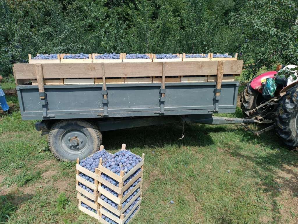 Problem u berbi predstavlja manjak radne snage