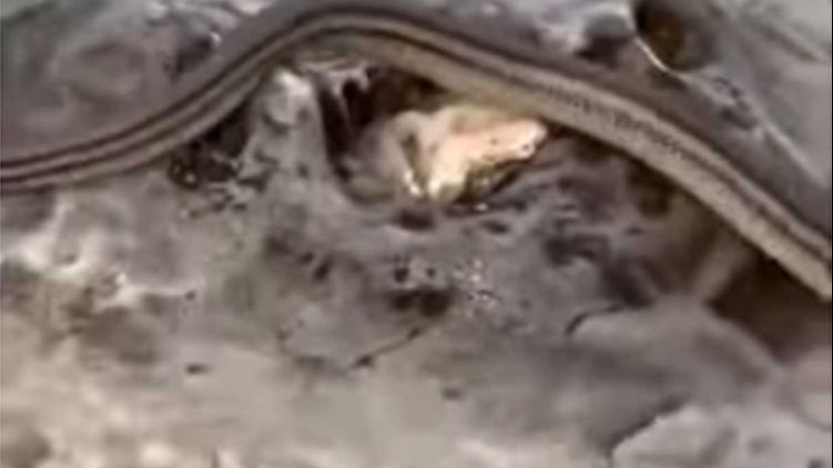 Rijetko grize, češće sikće da upozori one koji se približe i gleda svaku priliku da pobjegne. Mala je vjerovatnoća ugriza čak i ako se uzme u ruku.