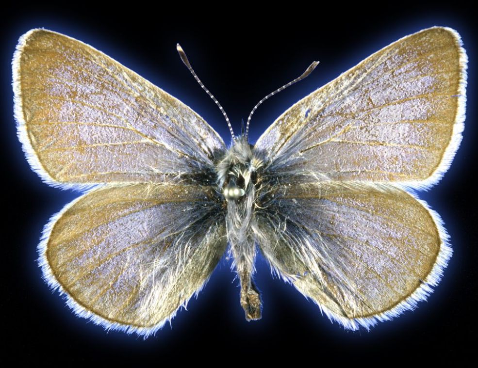 Xerces plavi leptir ima tužnu čast biti prva vrsta insekta u Sjedinjenim Američkim Državama koja je izumrla zbog ljudskih aktivnosti .