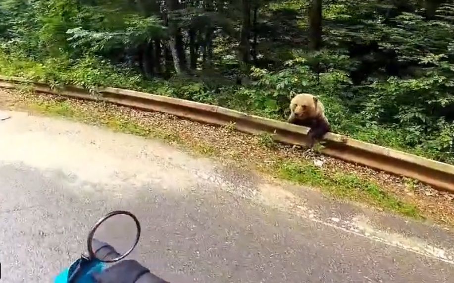 Na snimku objavljenom na društvenoj mreži X, vidi se kako medvjed mirno stoji, potpuno nezainteresovan za prolaznike