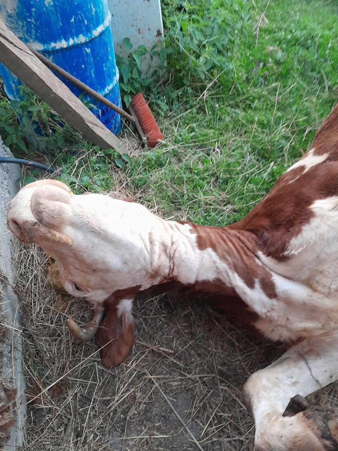 Povratnika Mehdina zadesila nedaća: Umrla mu krava od koje je živjela njegova porodica