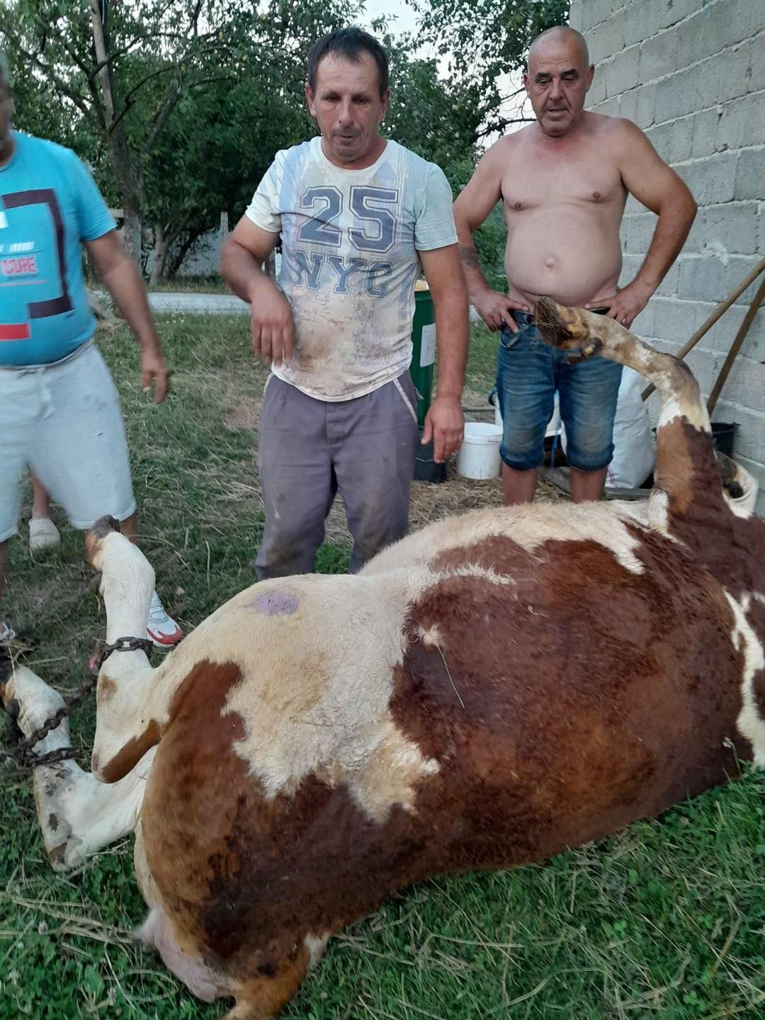 Povratnika Mehdina zadesila nedaća: Umrla mu krava od koje je živjela njegova porodica