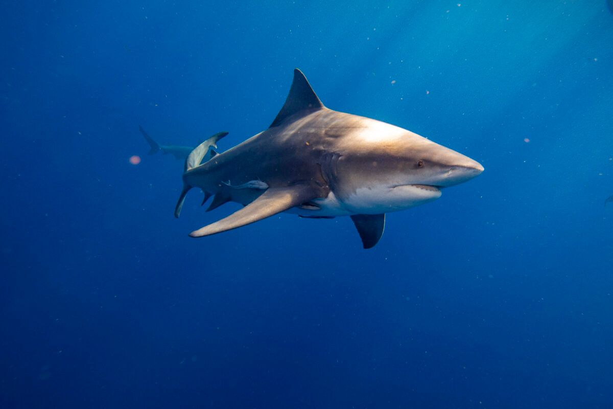 Istraživanje Fondacije Oswaldo Cruz u Brazilu pronašla je dokaze da su morski psi zapravo pod utjecajem droga koje zagađuju okean.