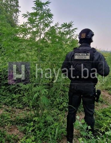 Munjevita akcija FUP-a: Specijalci upali na plantažu marihuane u Hercegovini