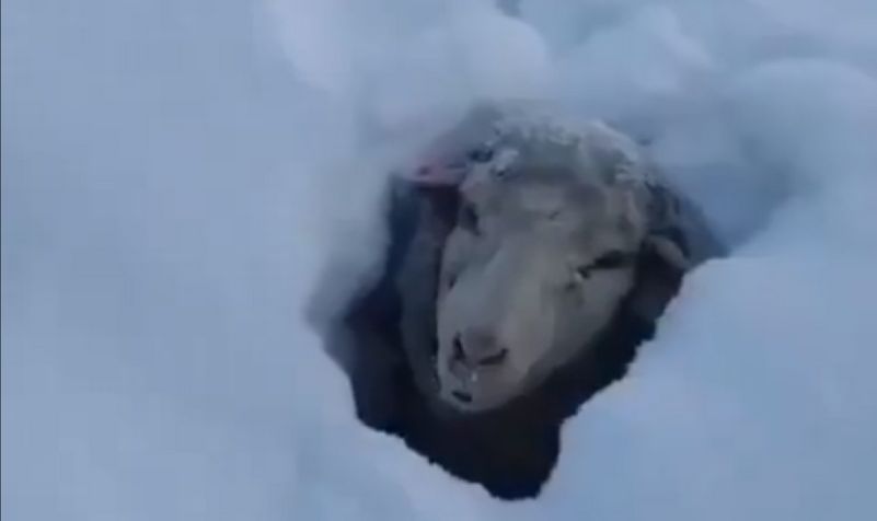 Na videu možemo vidjeti ovce ispod debelog sloja snijega dok čekaju da ih neko izvuče                          