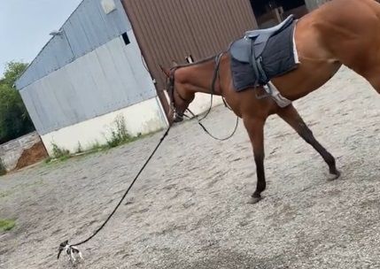 Jedan je farmer na svom TikTok profilu podijelio video malog štenca i konja koji je osvojio srca pratitelja