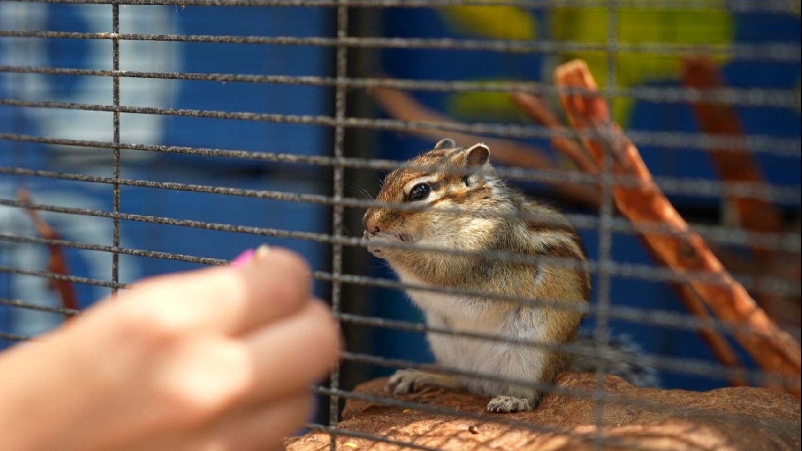 Terapijsko jahanje i rijetke životinjske vrste u zoo-vrtu "Bambi" u Sarajevu